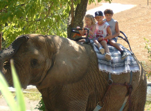 Elephant Ride!