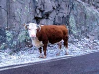 Watch for Crossing Cows
