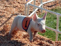 Racing pig!