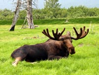 Moose on spring break