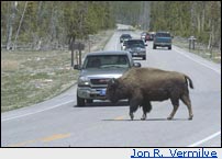Yellowstone buffalo