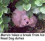 Marvin takes a break...