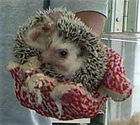 I'm a Hedgehog!