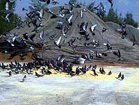 Birds eating corn