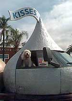 Marvin the Road Dog